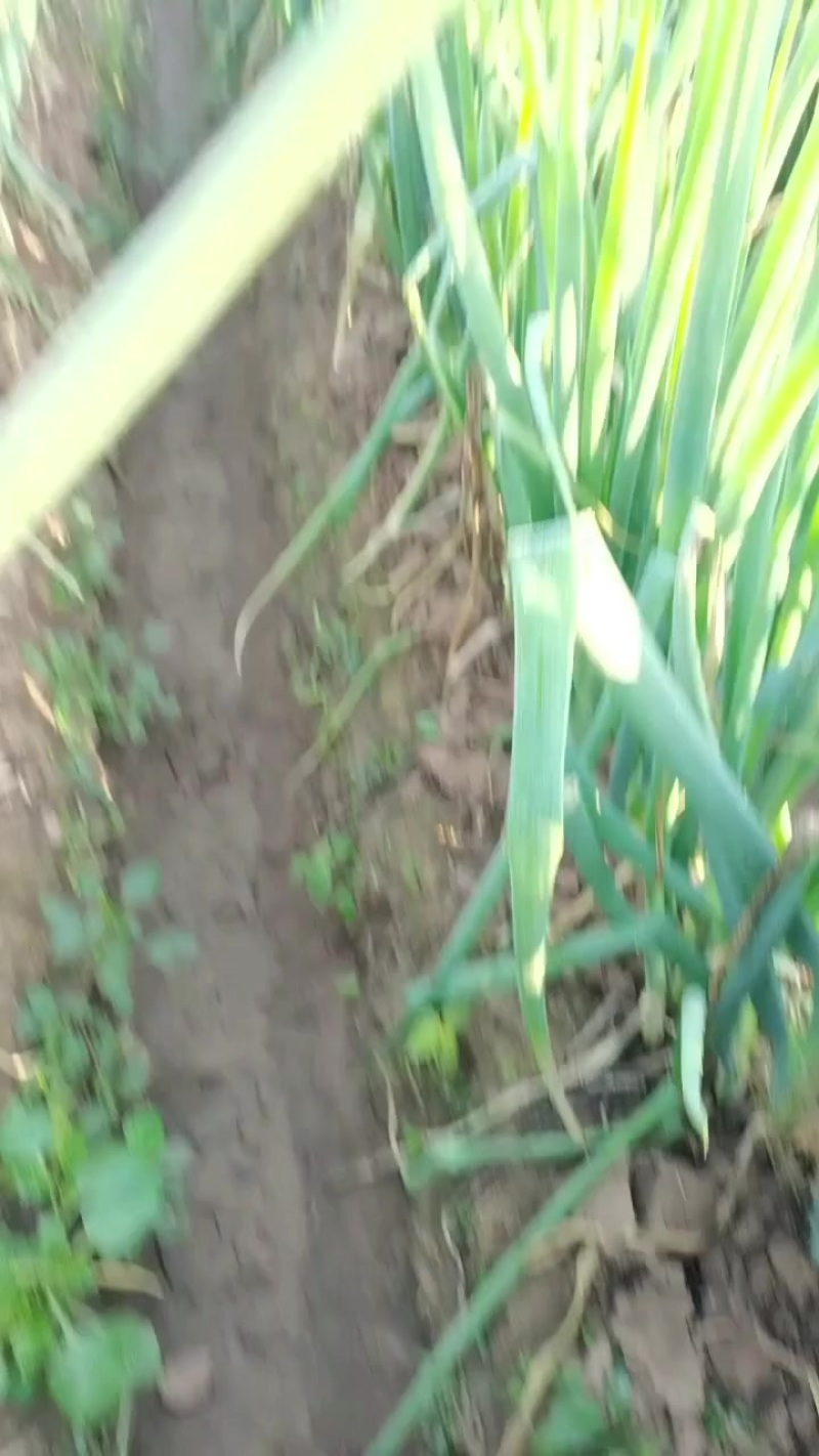 大葱