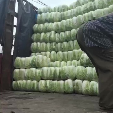 精品黄心白菜，矮棵，黄心，价格美丽，量大从优！
