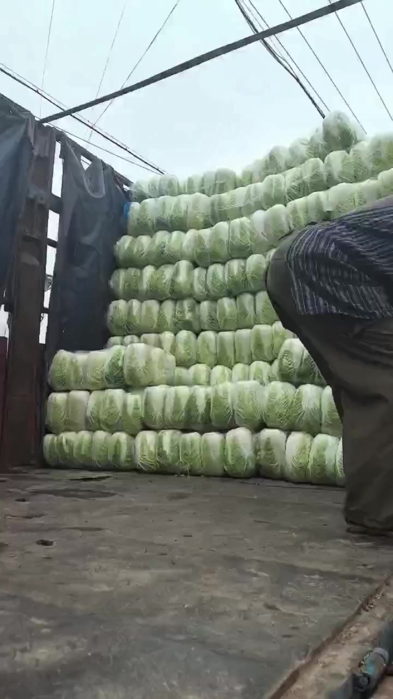 精品黄心白菜，矮棵，黄心，价格美丽，量大从优！