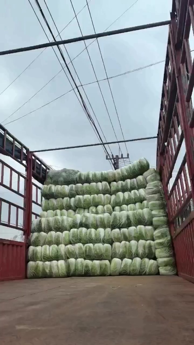精品黄心白菜，矮棵，黄心，价格美丽，量大从优！