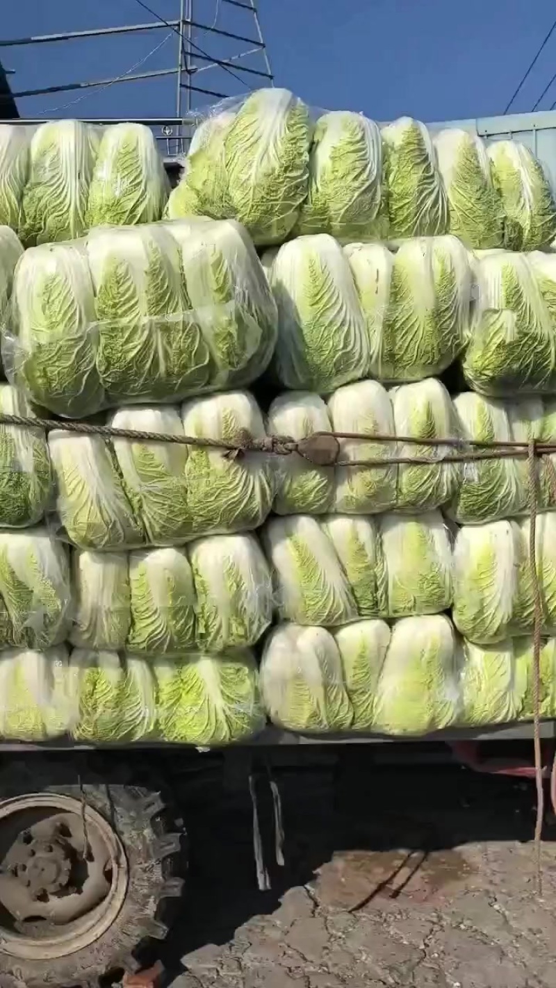精品黄心白菜，矮棵，黄心，价格美丽，量大从优！