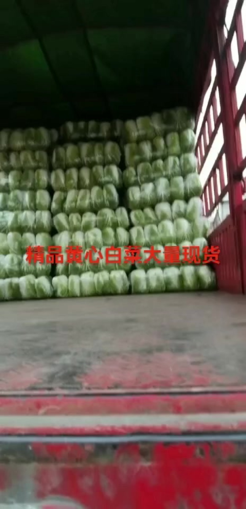 精品黄心白菜，矮棵，黄心，价格美丽，量大从优！