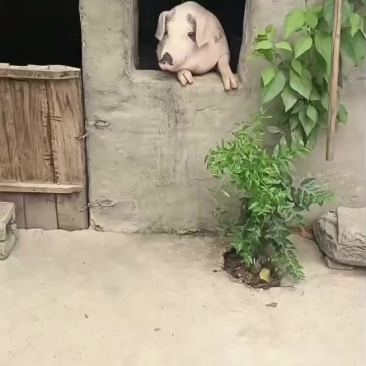 生猪售卖，纯粮食饲养