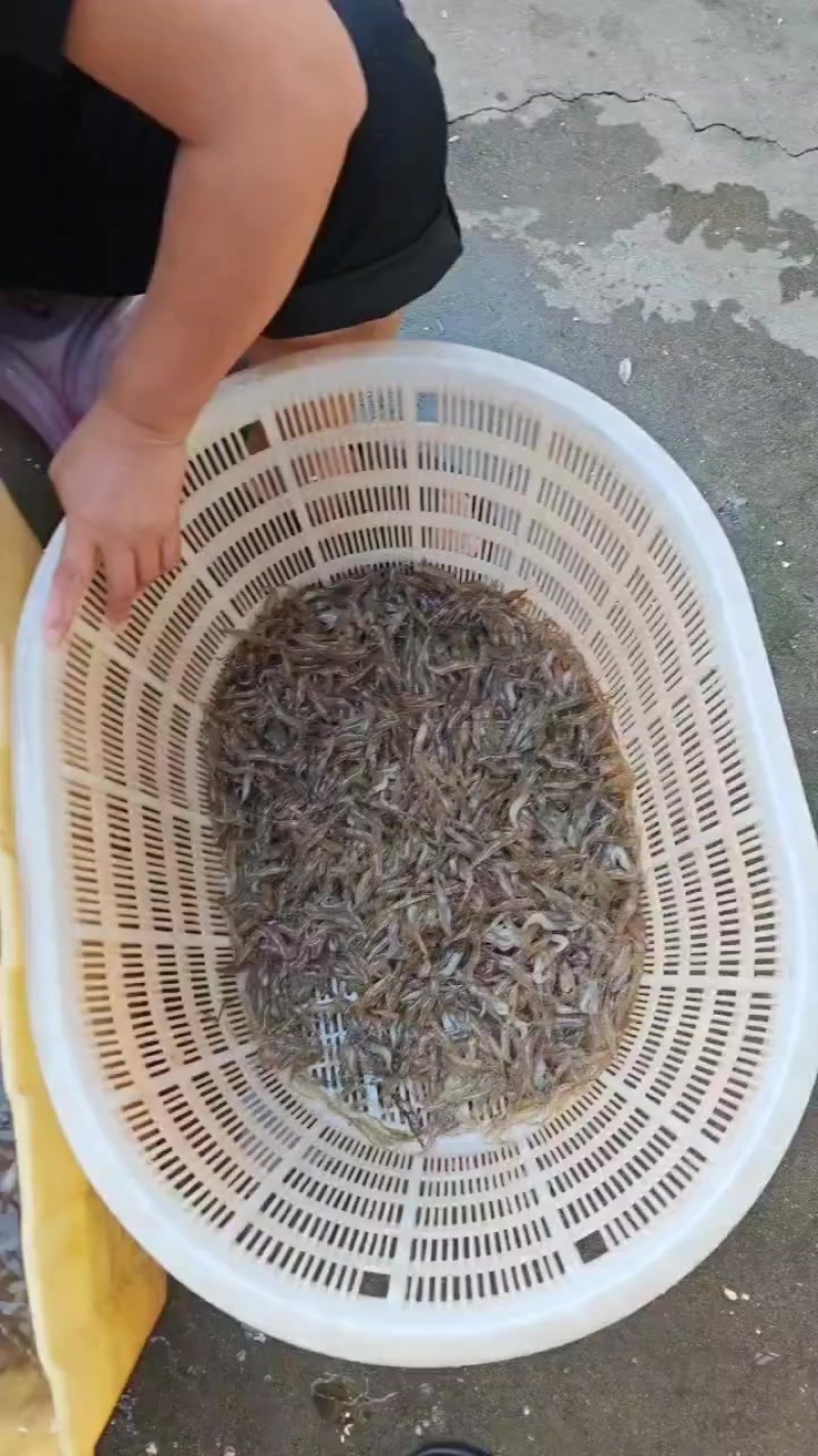 河虾
