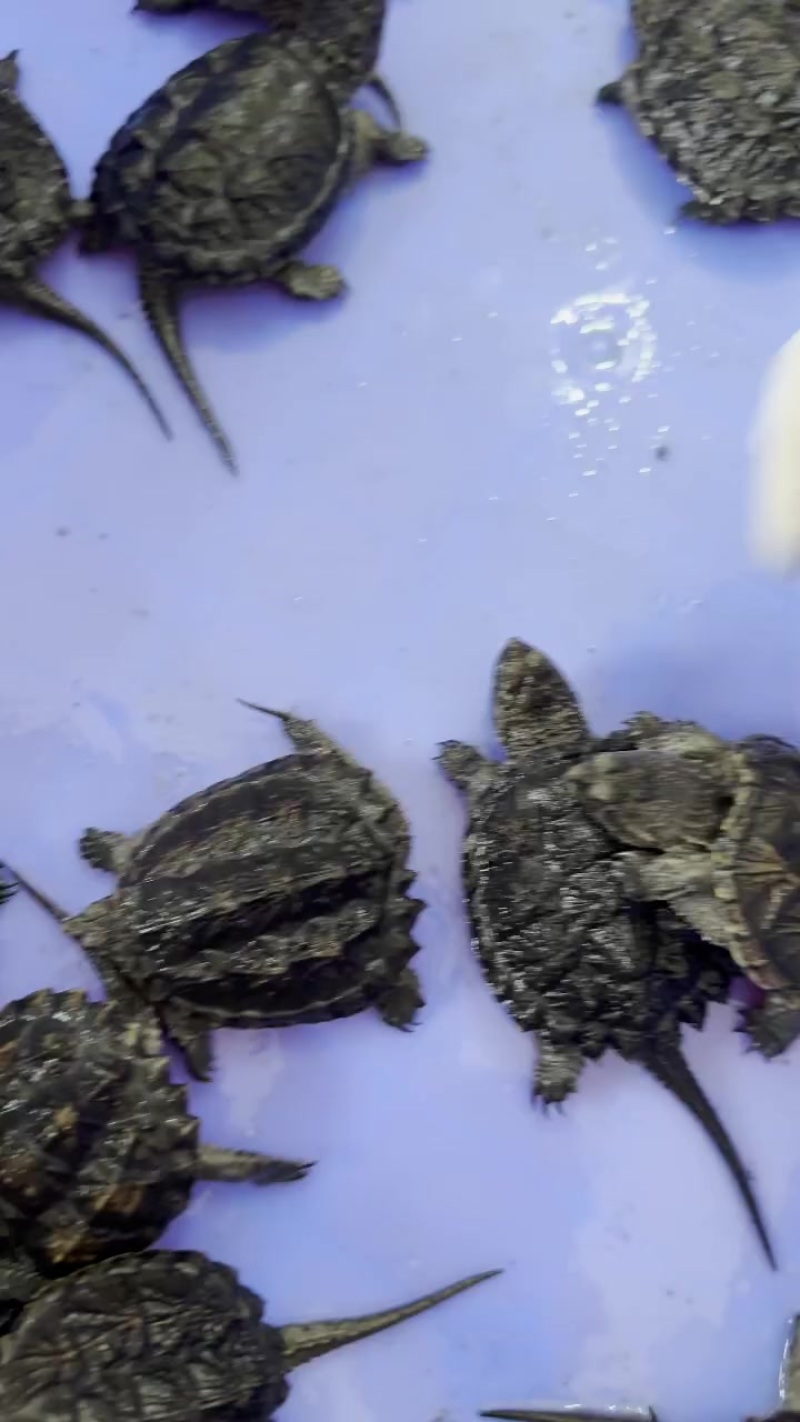 爆刺鳄龟杂佛北美鳄龟7-9公分