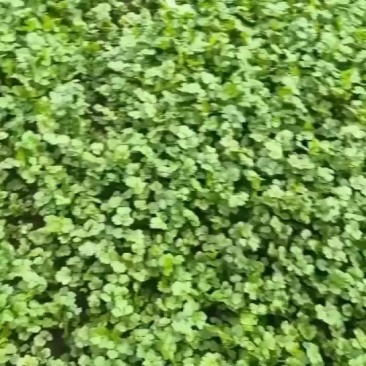 江苏南通香菜视频看货对接商超市场电商社区团购