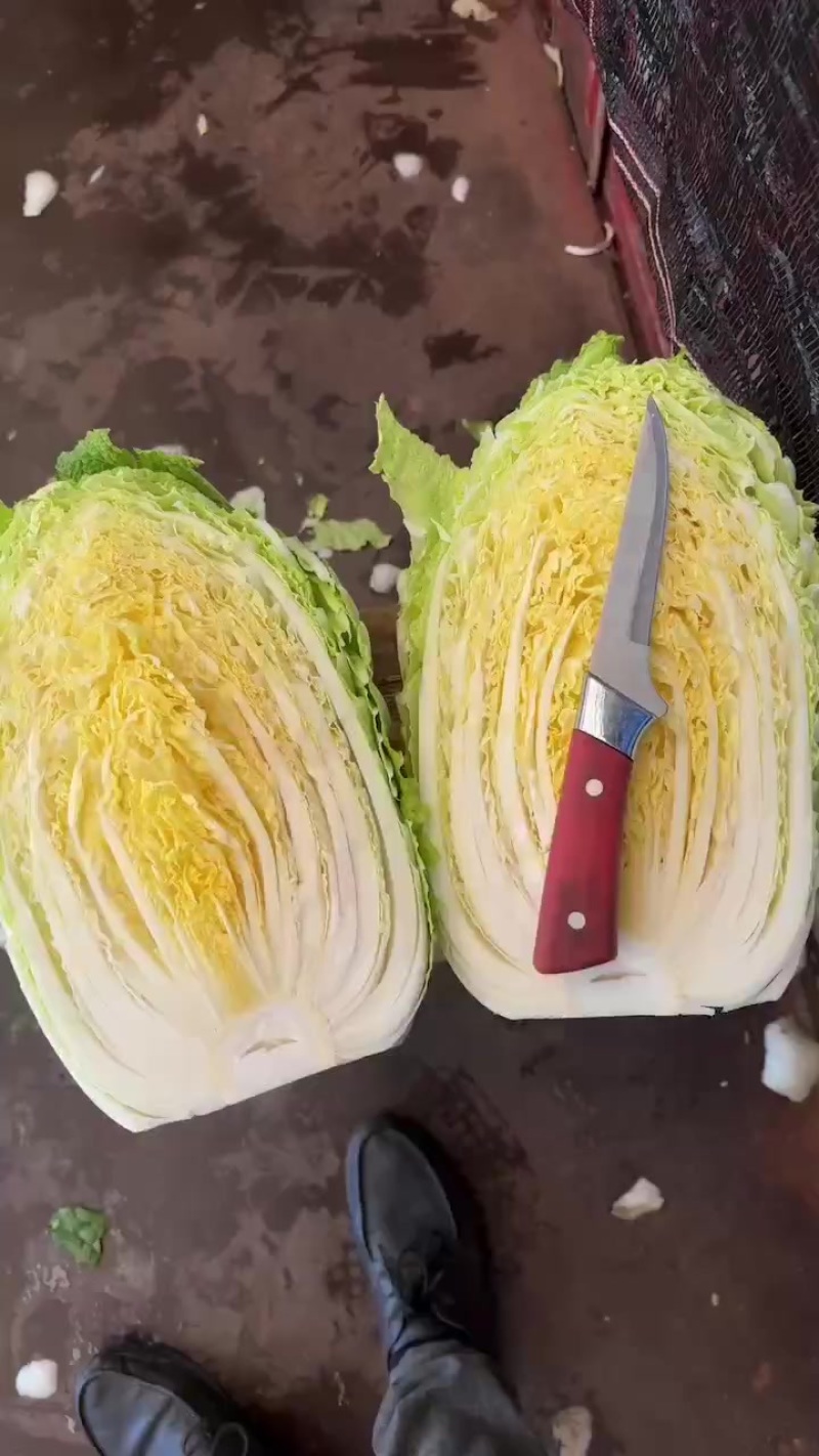 白菜