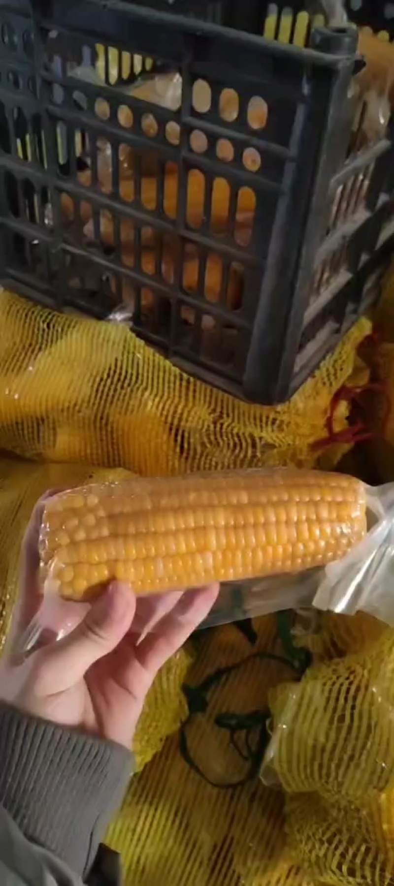 河套平原甜糯玉米