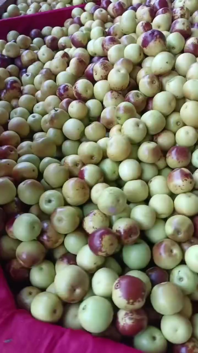 沾化冬枣