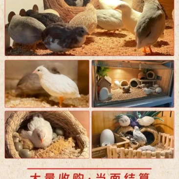 芦丁鸡