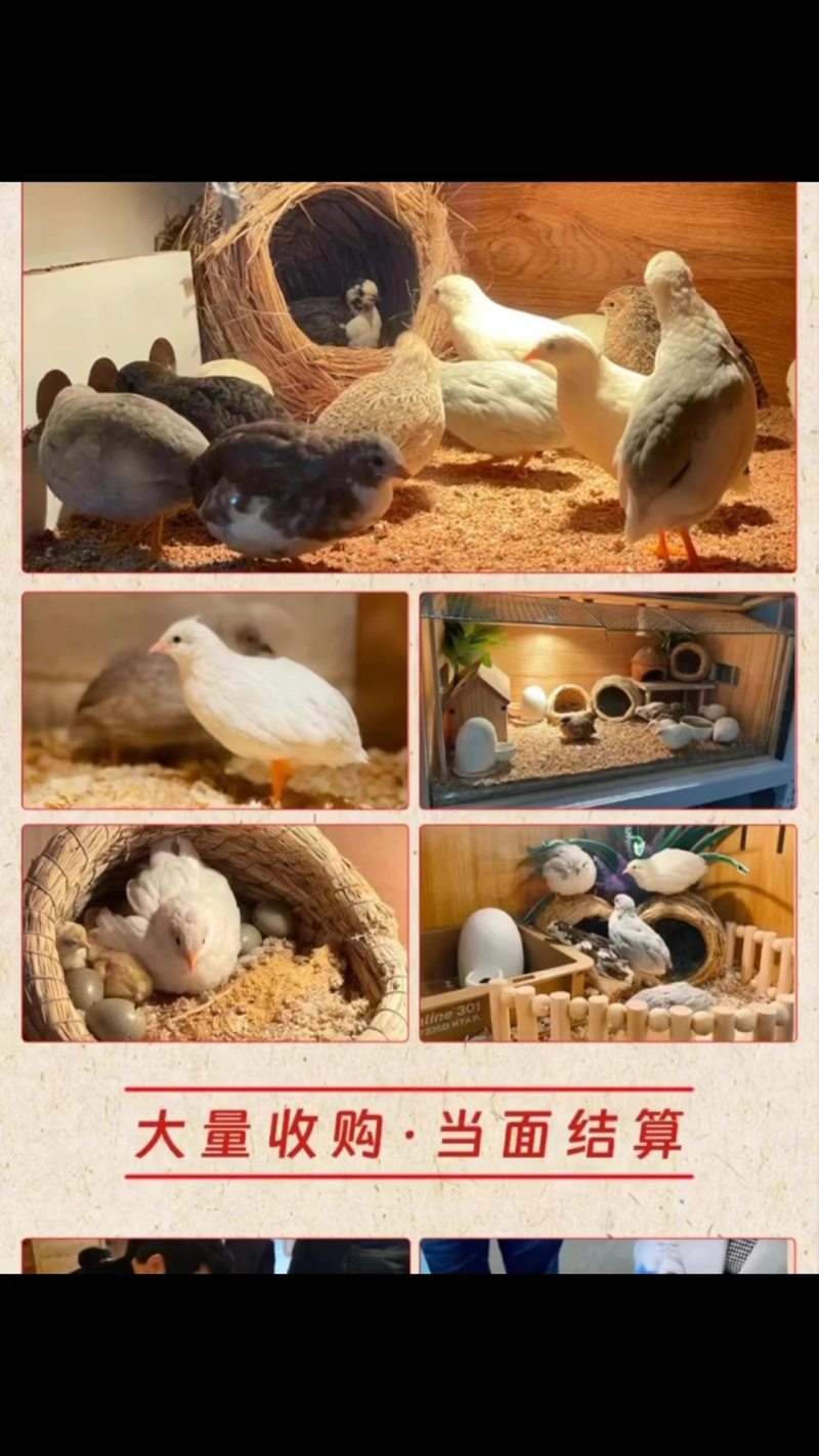 芦丁鸡