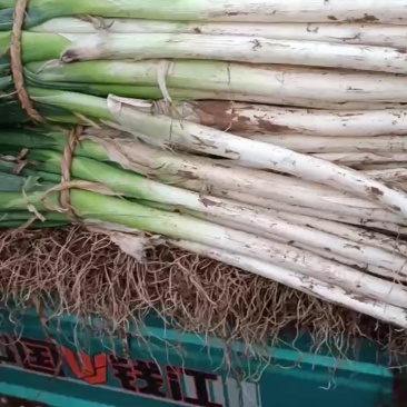 长白大葱正在热销，质量好，价格低
