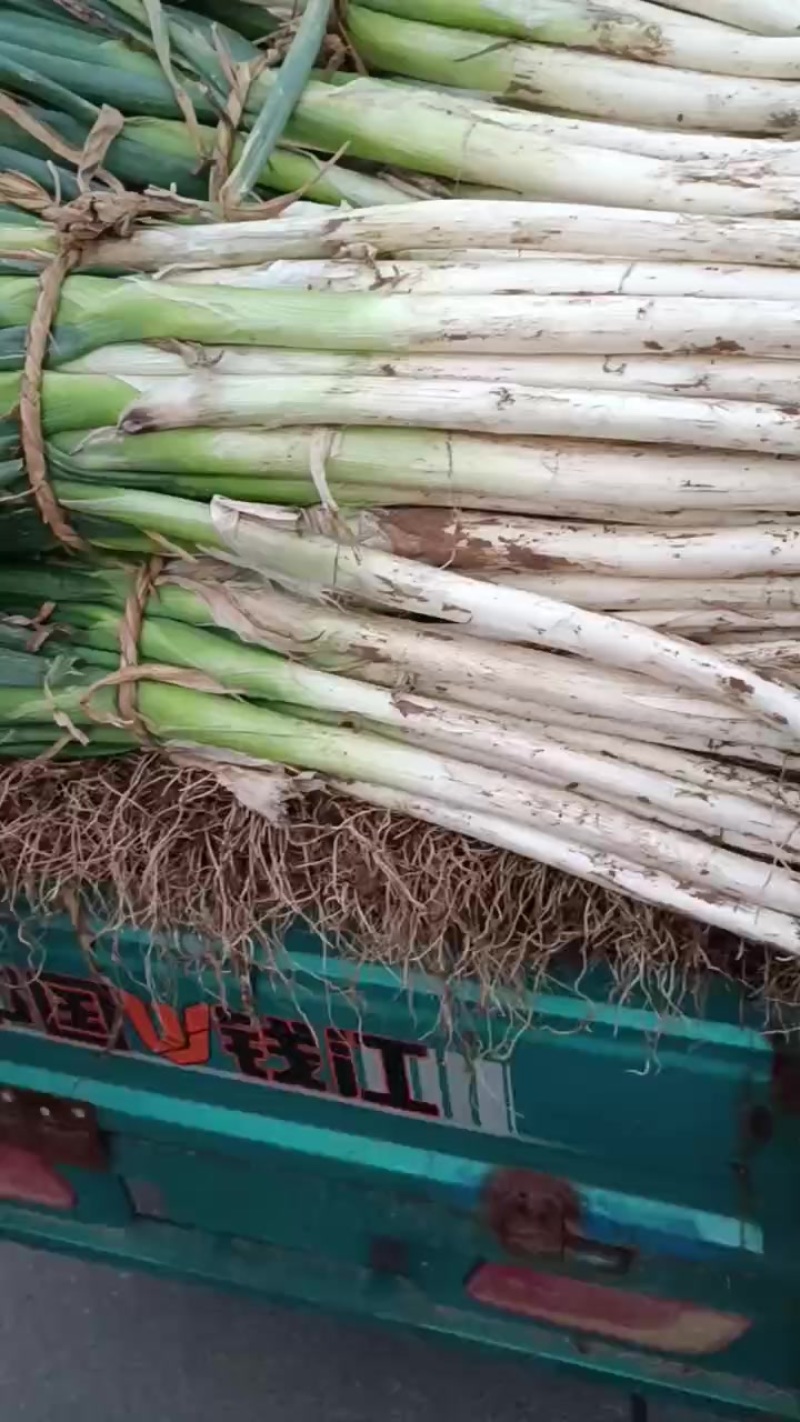 长白大葱正在热销，质量好，价格低