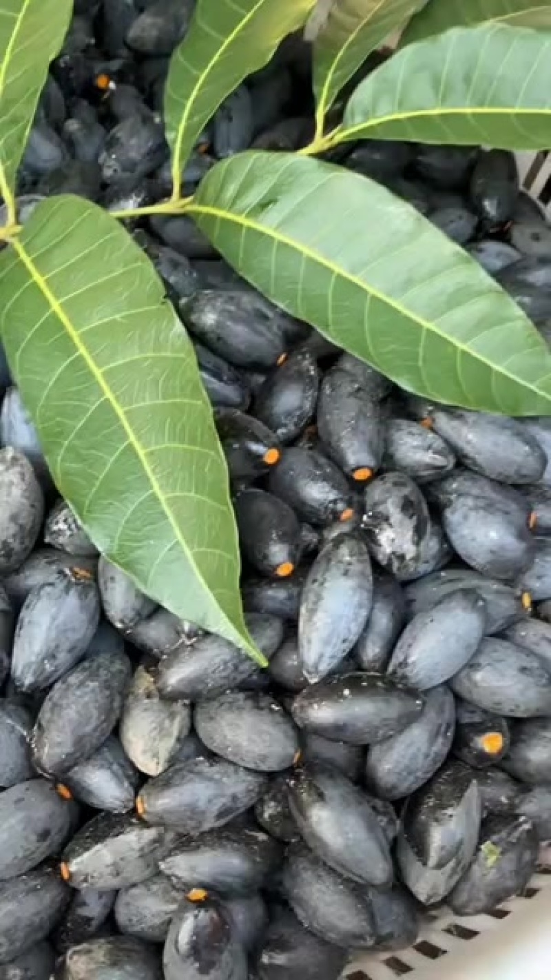 潮汕乌橄榄