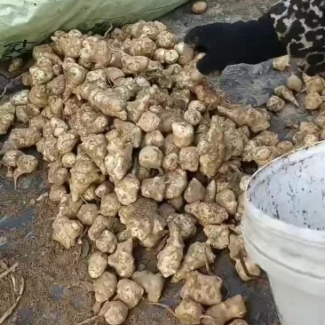 洋姜鬼子姜，大量上市中有有需要老板联系我，有几百亩的基地