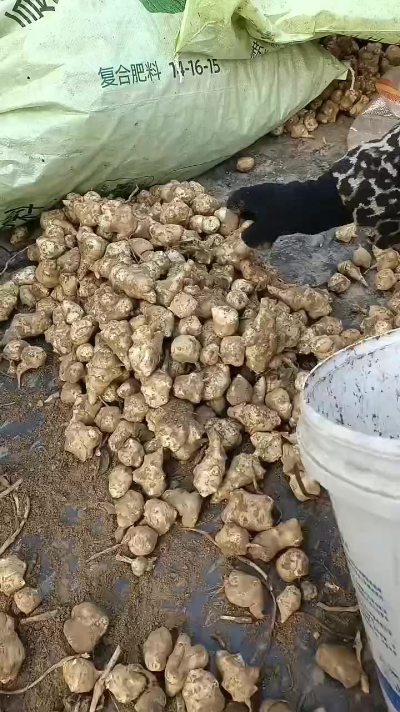 洋姜鬼子姜，大量上市中有有需要老板联系我，有几百亩的基地