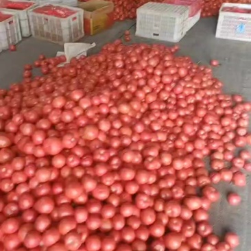 硬粉西红柿大量供应，万亩基地直供，