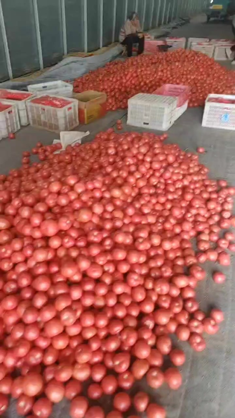 硬粉西红柿大量供应，万亩基地直供，