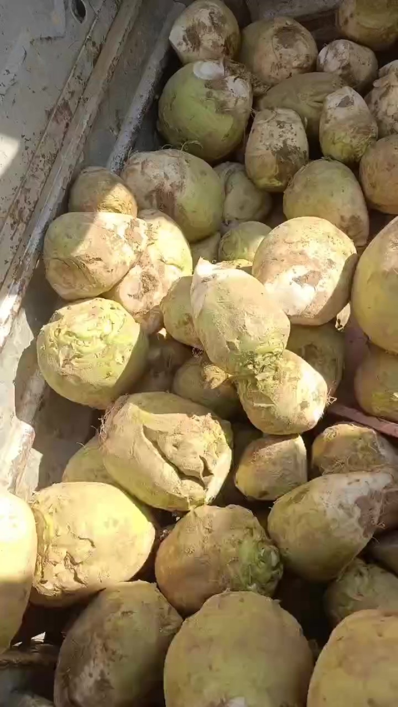 洋姜鬼子姜，大量上市中有有需要老板联系我，有几百亩的基地