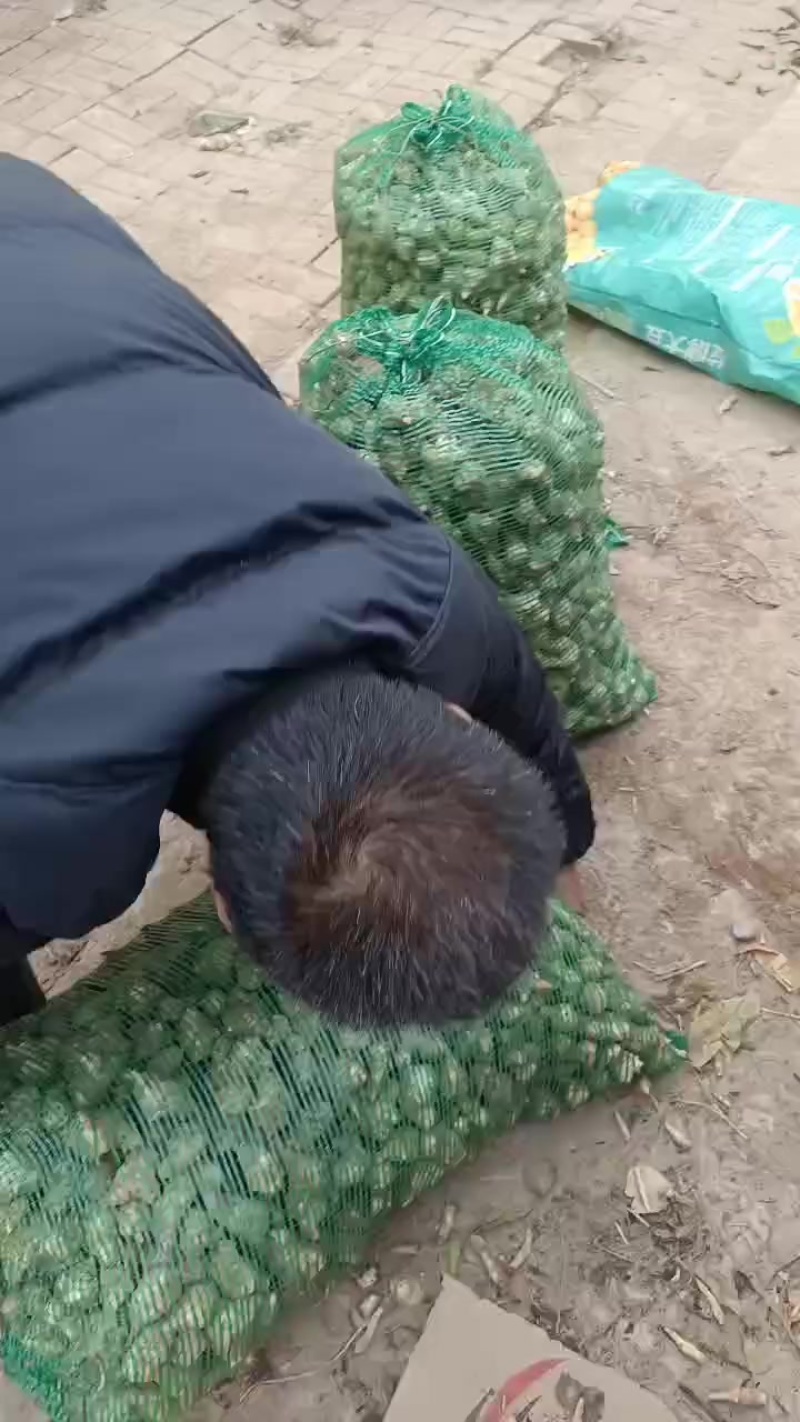 洋姜鬼子姜，大量上市中有有需要老板联系我，有几百亩的基地