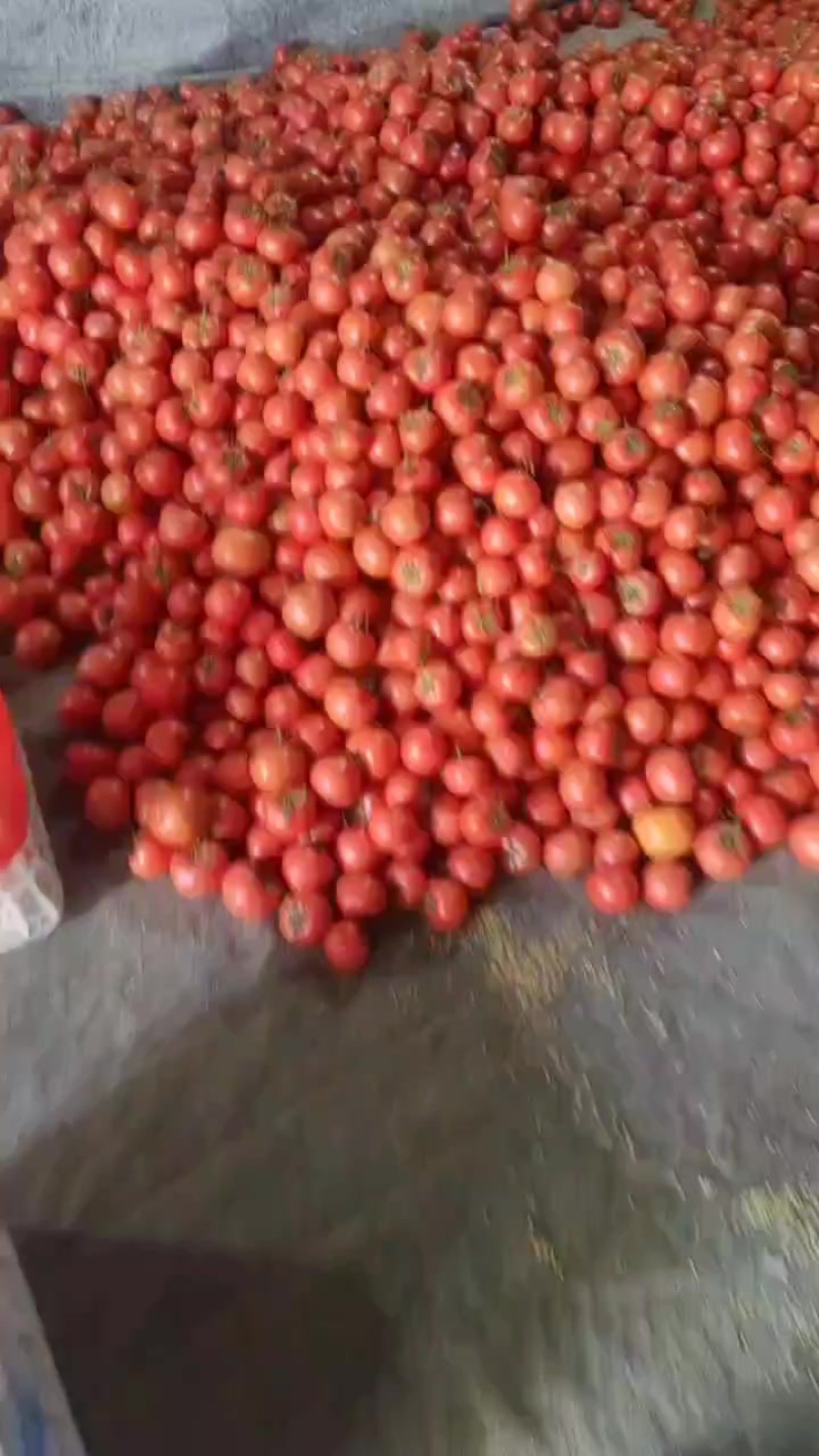 硬粉西红柿大量供应，万亩基地直供，