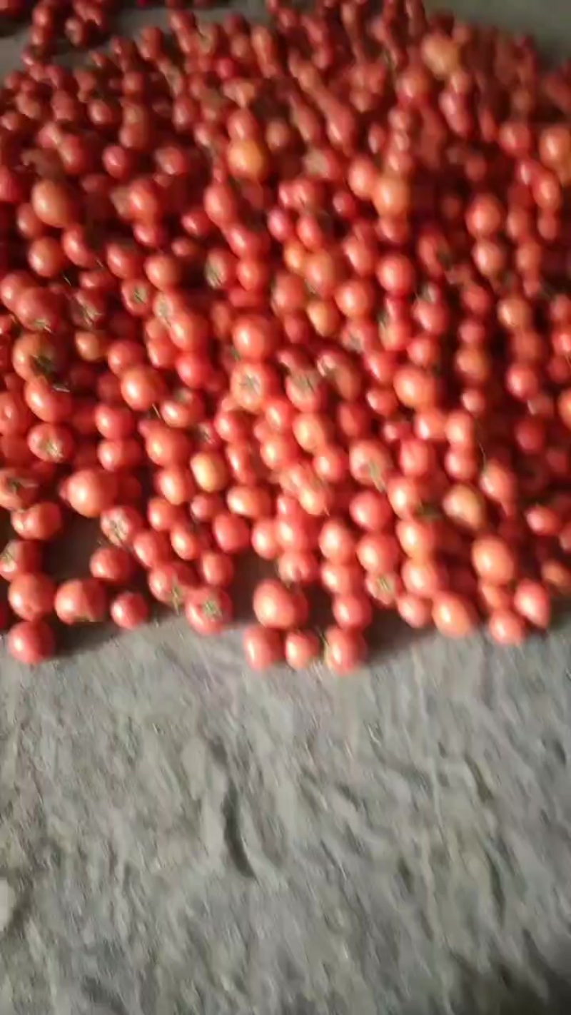 硬粉西红柿大量供应，万亩基地直供，