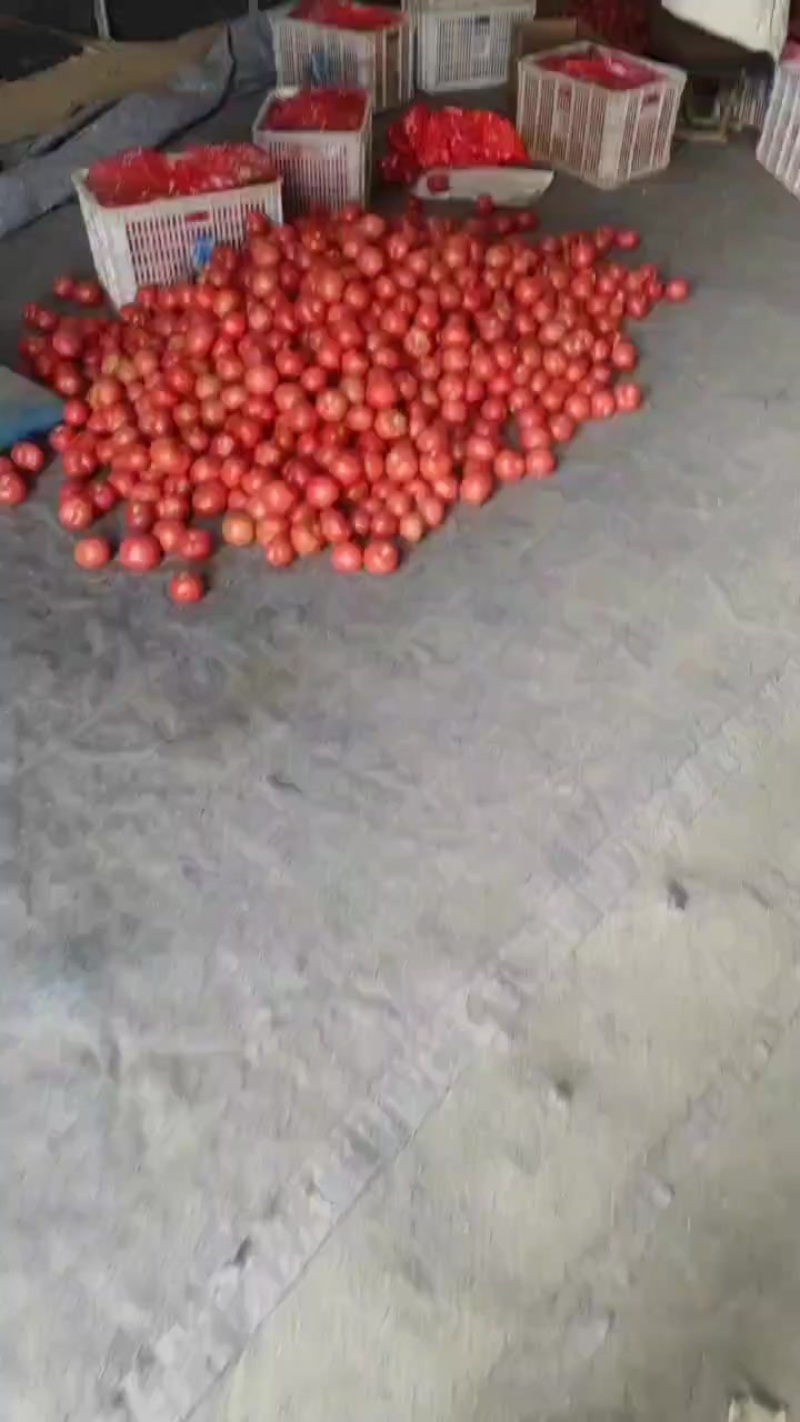 硬粉西红柿大量供应，万亩基地直供，