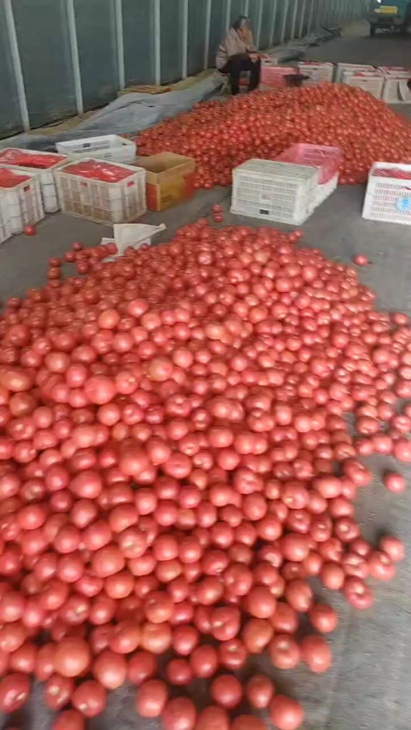 硬粉西红柿大量供应，万亩基地直供，