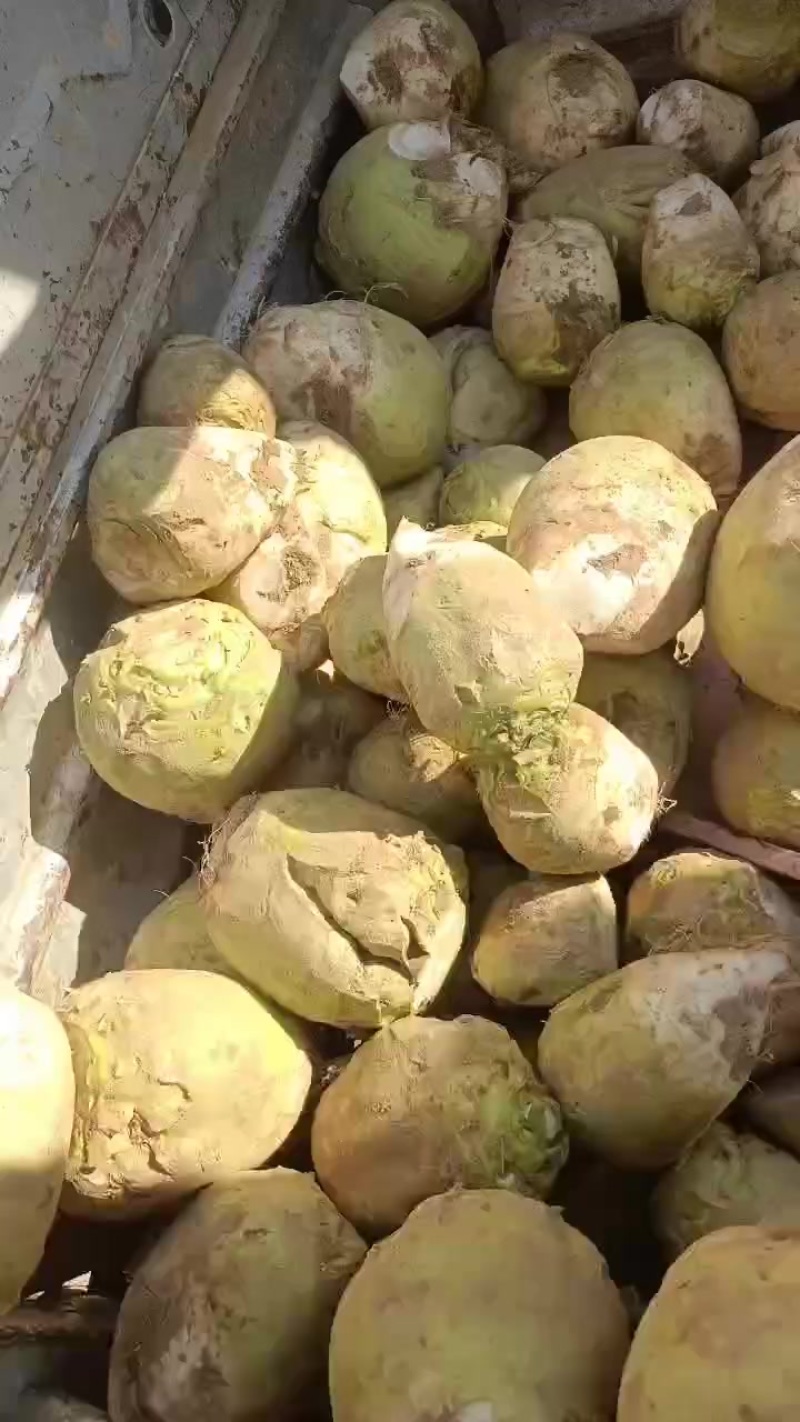芥菜头，大量上市中有需要老板联系我哦！