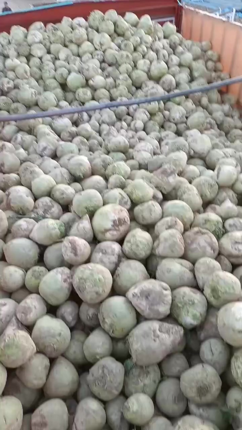 芥菜头，大量上市中有需要老板联系我哦！