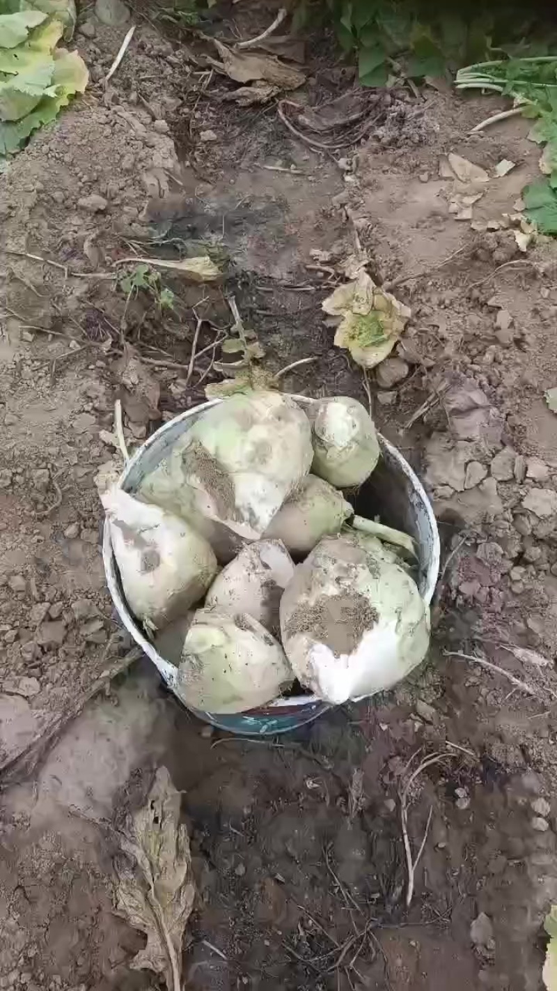 芥菜头，大量上市中有需要老板联系我哦！