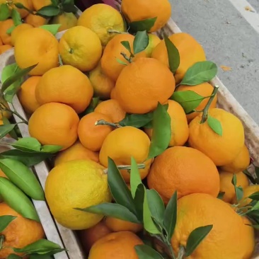 蜜橘