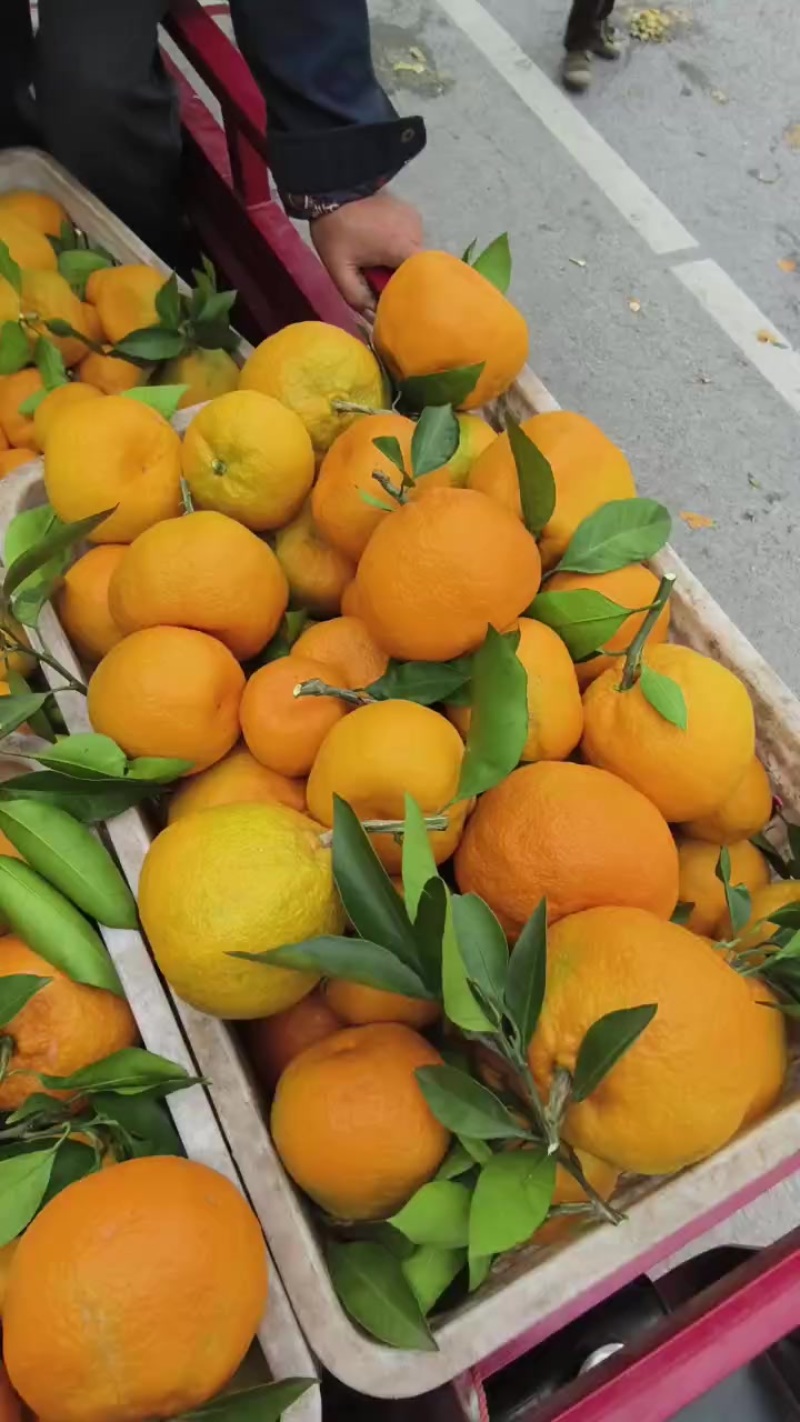 蜜橘