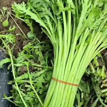 青菜