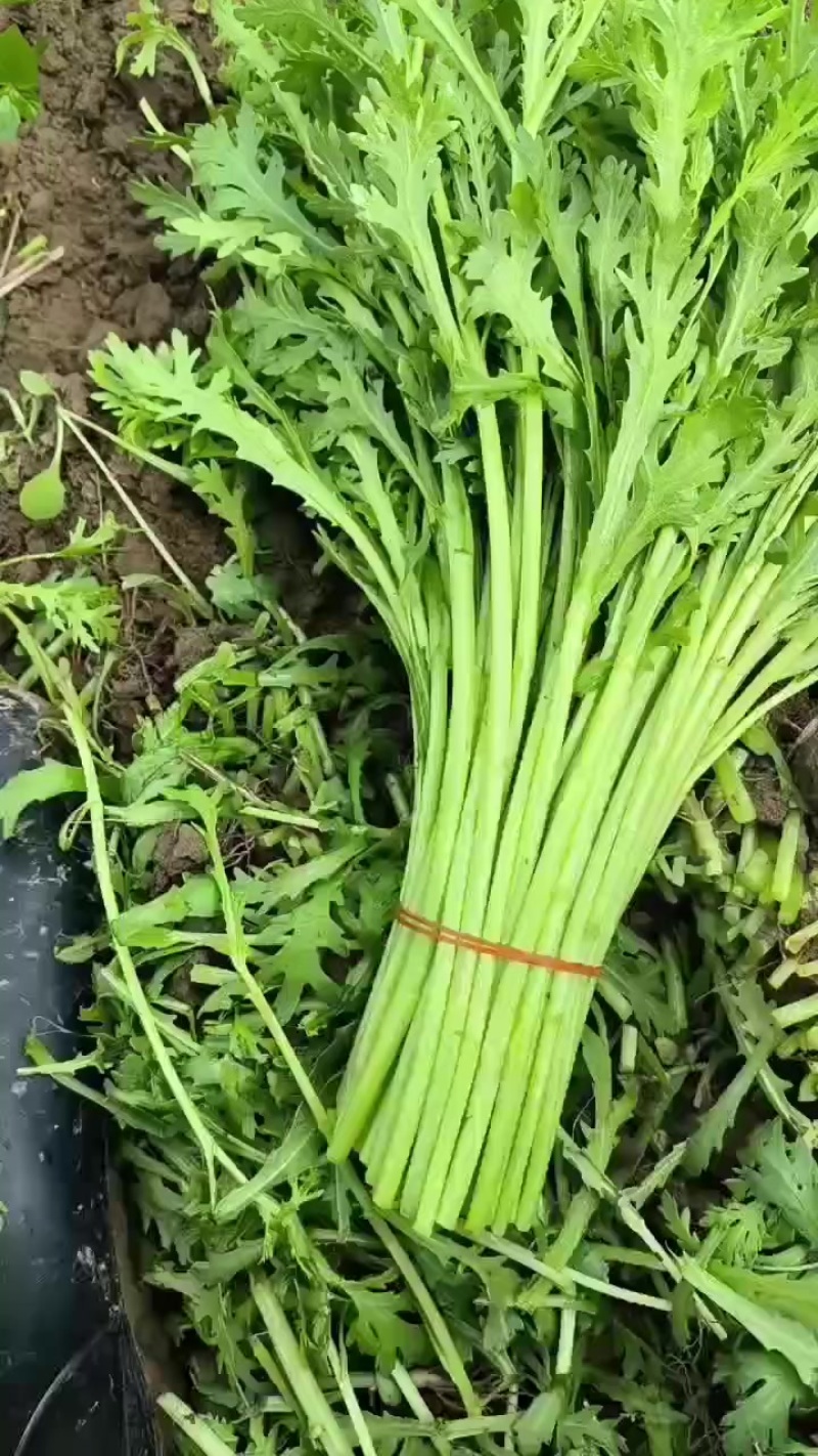 青菜