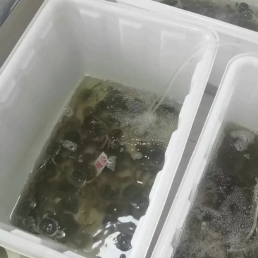 大闸蟹