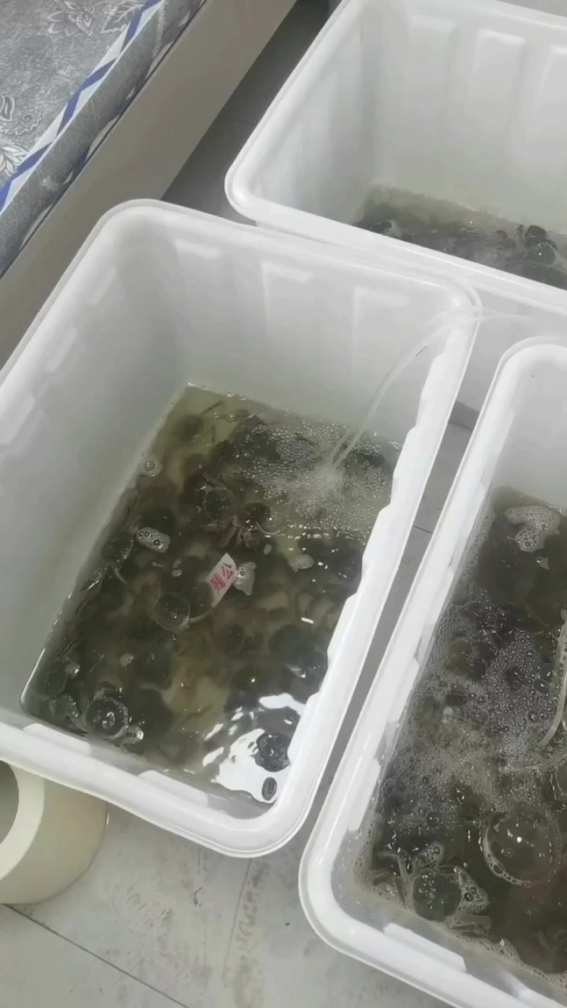 大闸蟹