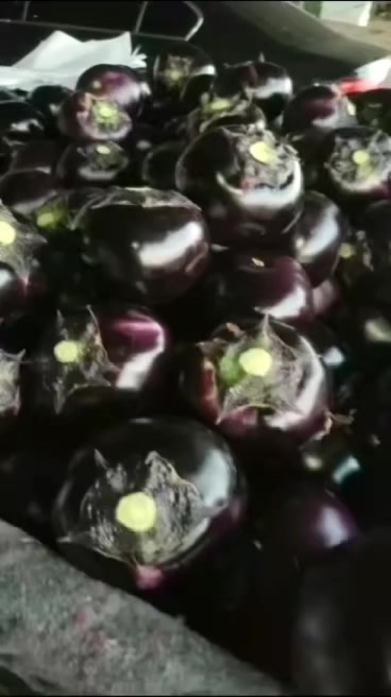 精品圆茄子大量有货，价格低质量好，对接全国批发市场超市等