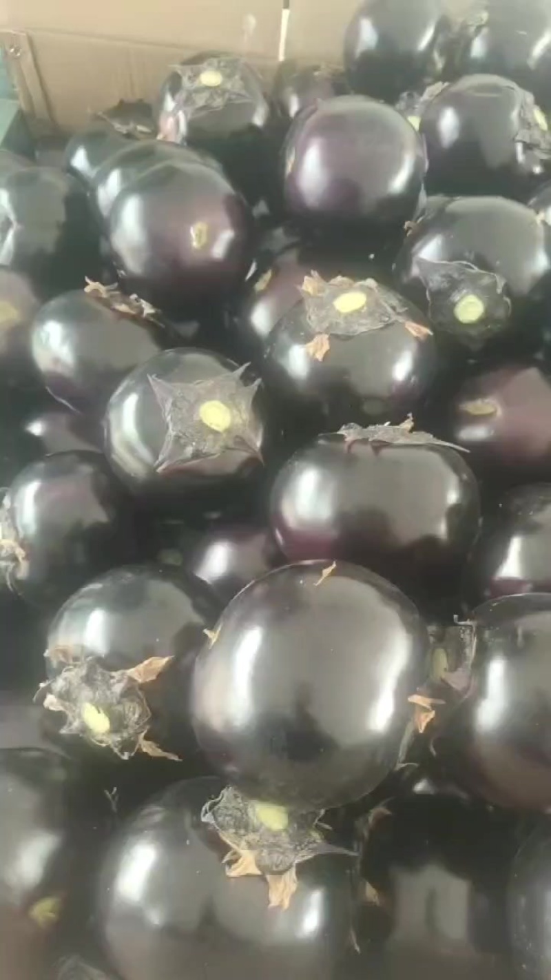 精品圆茄子大量有货，价格低质量好，对接全国批发市场超市等