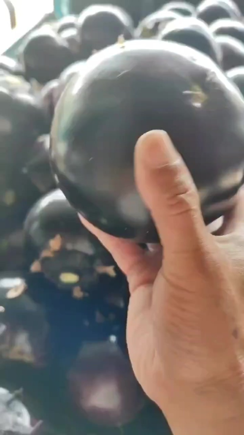 精品圆茄子大量有货，价格低质量好，对接全国批发市场超市等