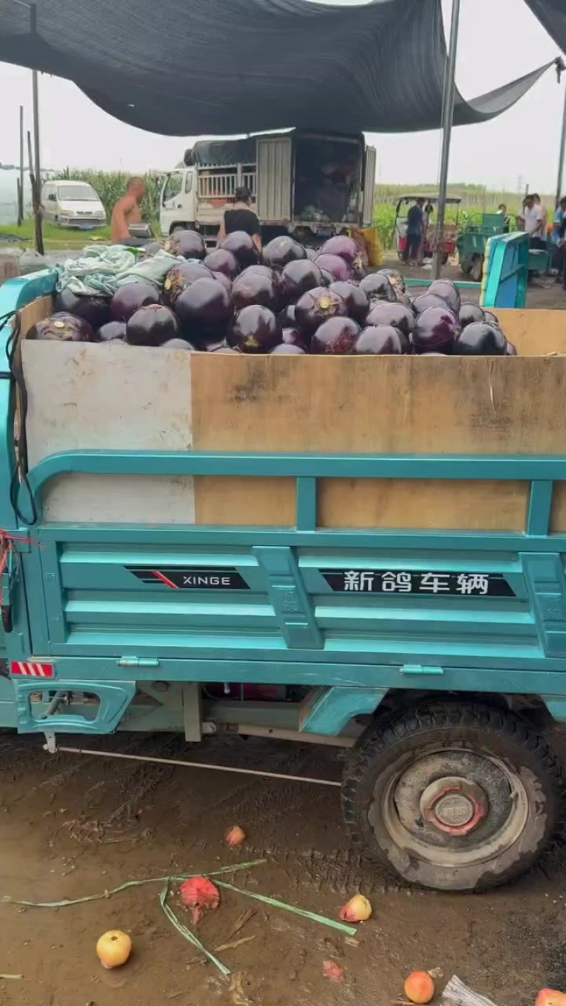 精品圆茄子大量有货，价格低质量好，对接全国批发市场超市等