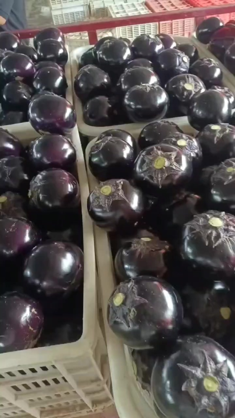 精品圆茄子大量有货，价格低质量好，对接全国批发市场超市等
