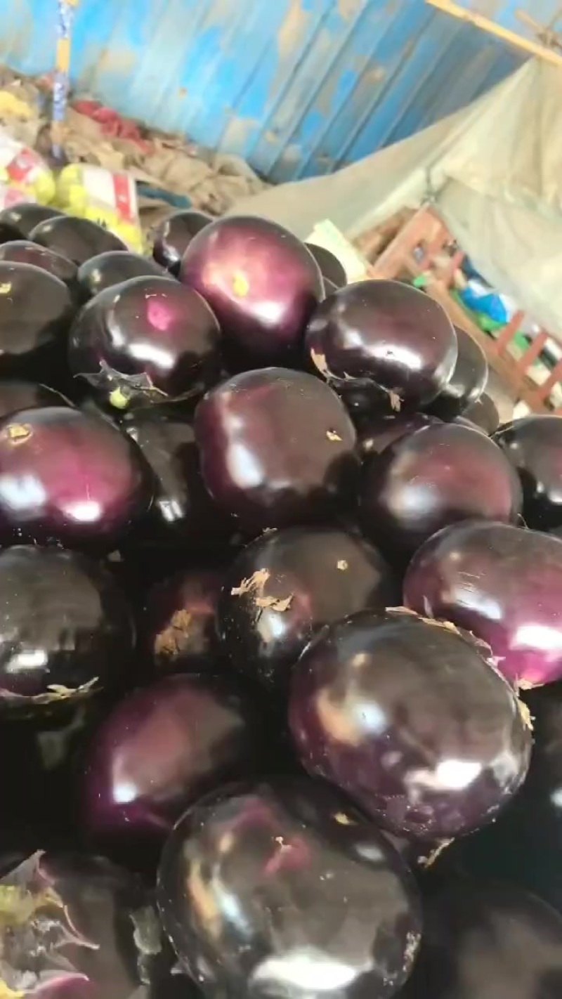 精品圆茄子大量有货，价格低质量好，对接全国批发市场超市等