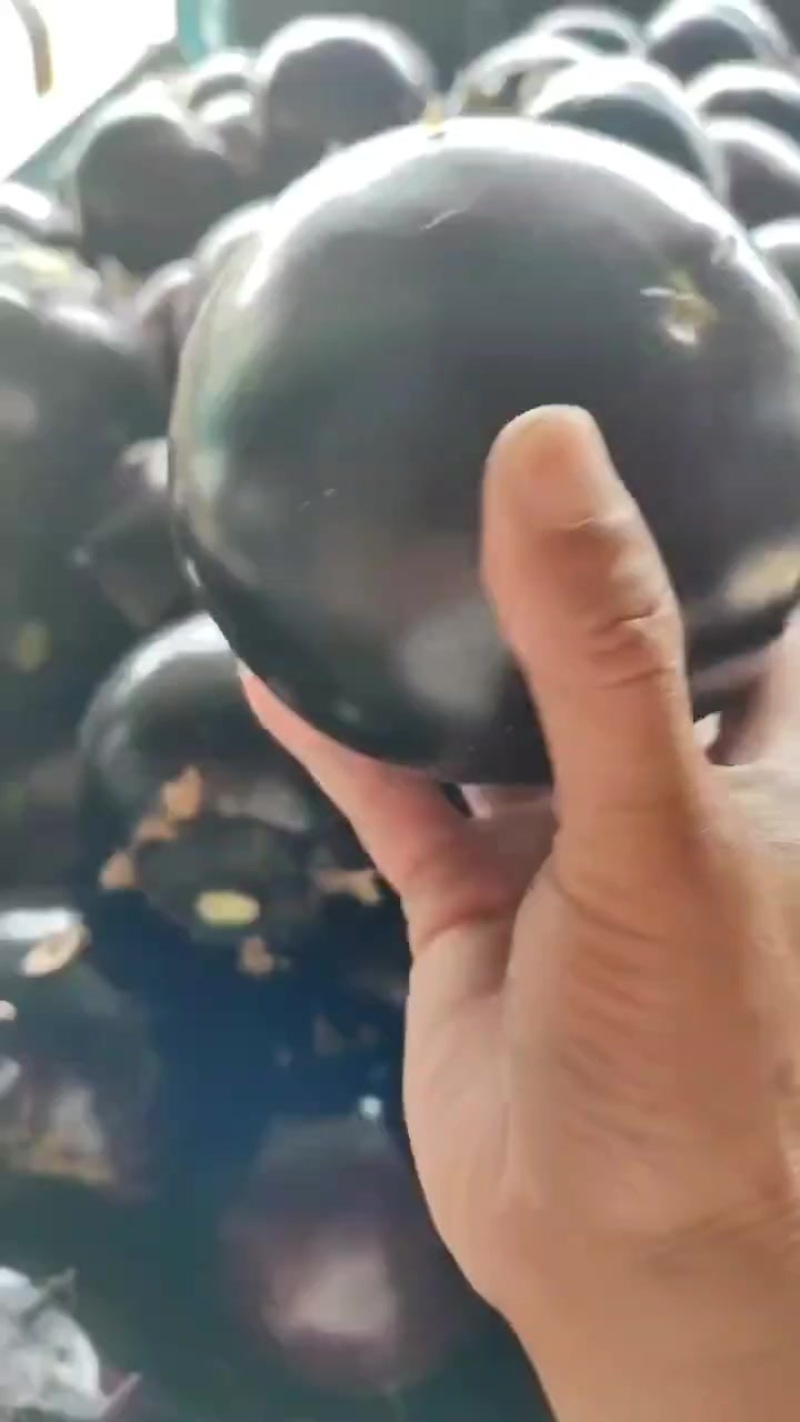 精品圆茄子大量有货，价格低质量好，对接全国批发市场超市等
