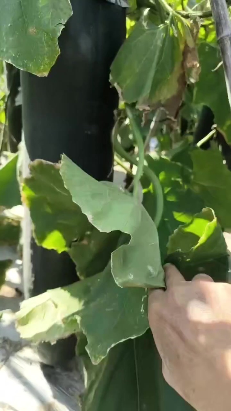 黑皮冬瓜