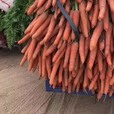 胡萝卜