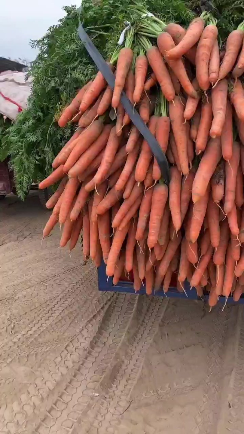 胡萝卜