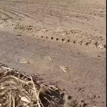 白城附近20000亩地20年一次性转让，每年每亩180元