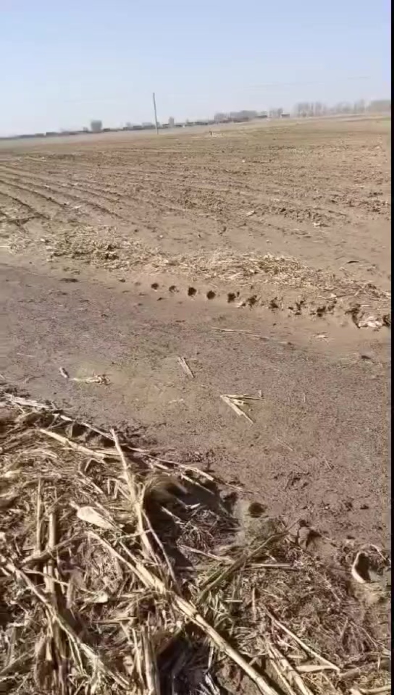 白城附近20000亩地20年一次性转让，每年每亩180元