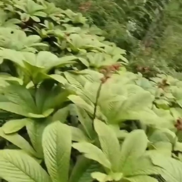 七叶岩陀，云南纯野生的，山货